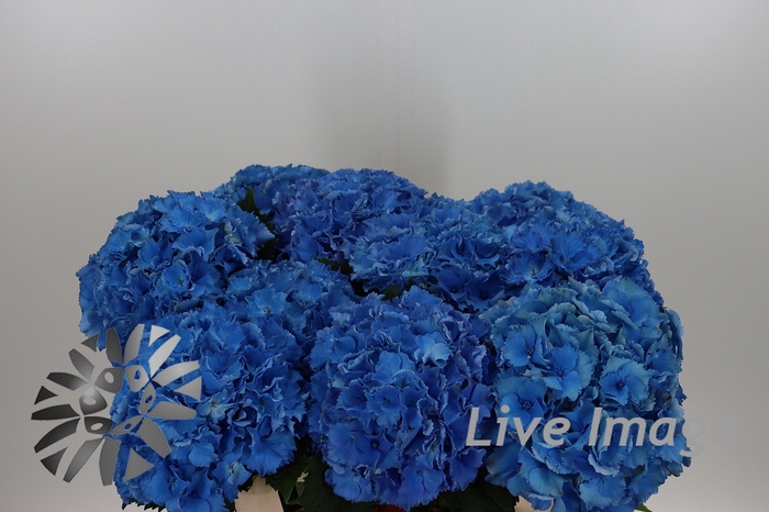 <h4>Hydrangea royal parade</h4>