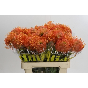 Nutans Ayoba Orange Zest