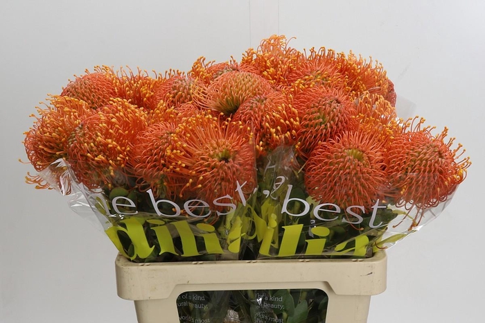 <h4>Nutans Ayoba Orange Zest</h4>