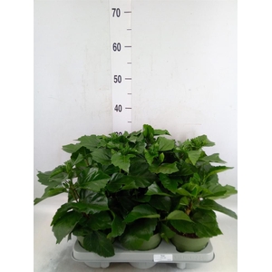 Hibiscus rosa-sin.   ...