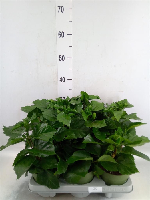 <h4>Hibiscus rosa-sin.   ...</h4>