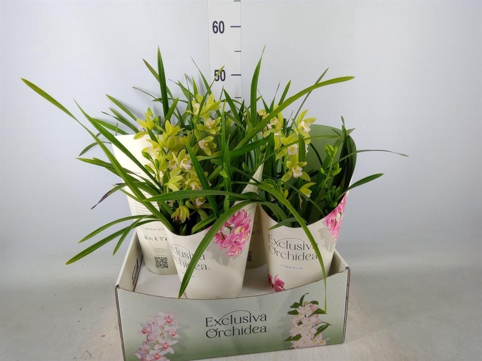 <h4>Cymbidium   ...</h4>