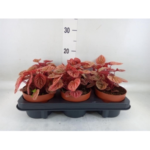 Peperomia caperata 'Quito'