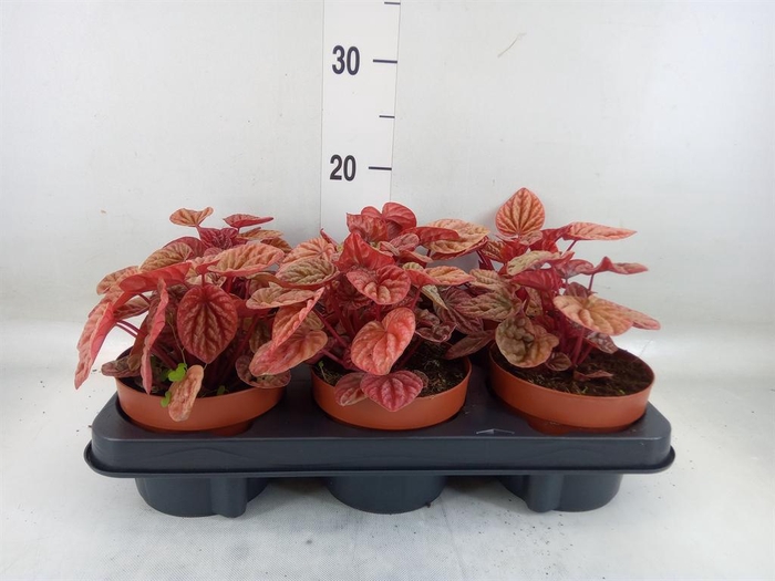 <h4>Peperomia caperata 'Quito'</h4>