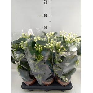 Stephanotis floribunda   ...