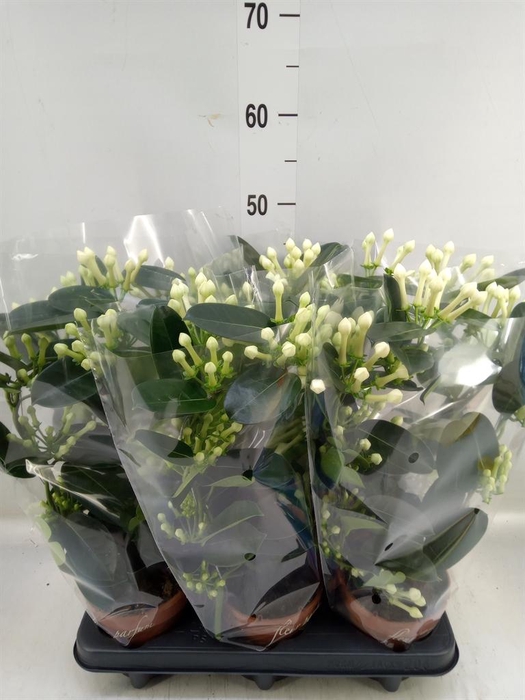 <h4>Stephanotis floribunda   ...</h4>