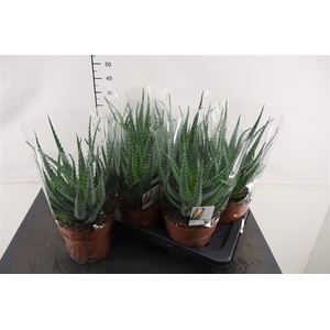 Aloe Arborencens 17 Cm. Pot