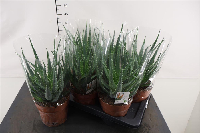 <h4>Aloe Arborencens 17 Cm. Pot</h4>
