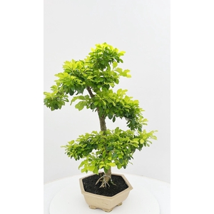Duranta repense, pot 23 cm , height 75 cm. with driptray. (single item)