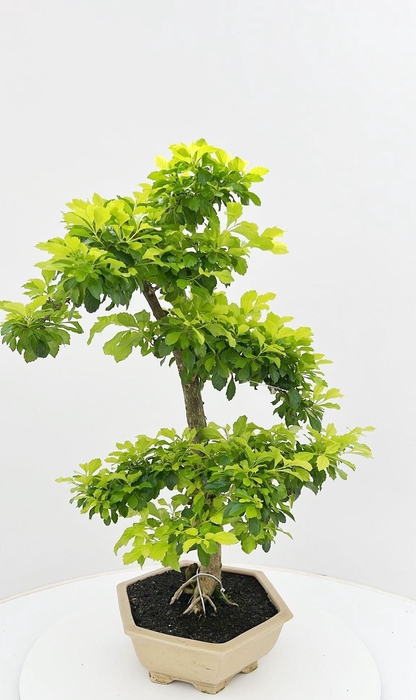 <h4>Duranta repense, pot 23 cm , height 75 cm. with driptray. (single item)</h4>