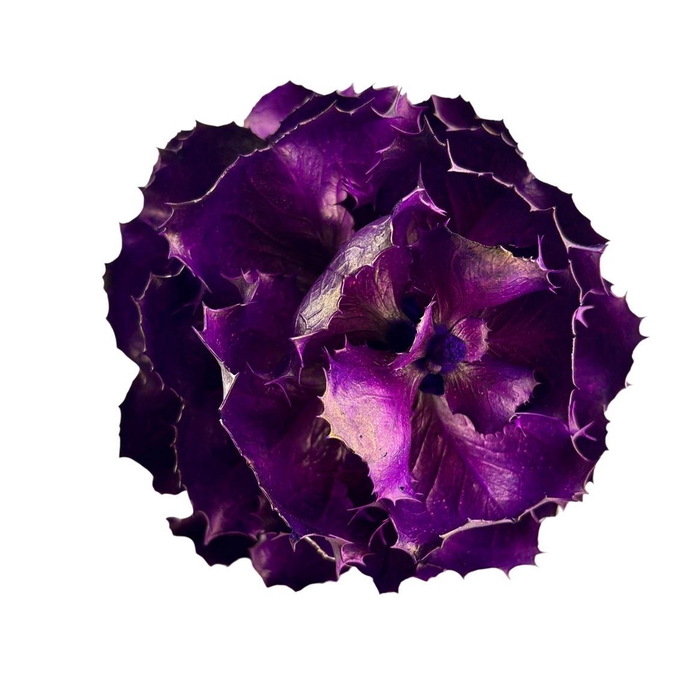<h4>Hakea Dyed Purple</h4>