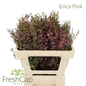 Erica Pink