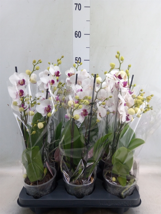 <h4>Phalaenopsis multi. 'FC Safe Haven'</h4>