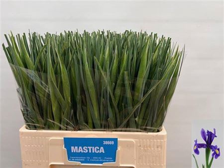 <h4>Iris Blue Magic</h4>