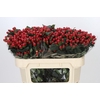 Hypericum True Romance