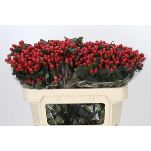 Hypericum True Romance