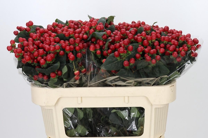 Hypericum True Romance