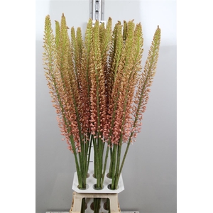 Eremurus Oase