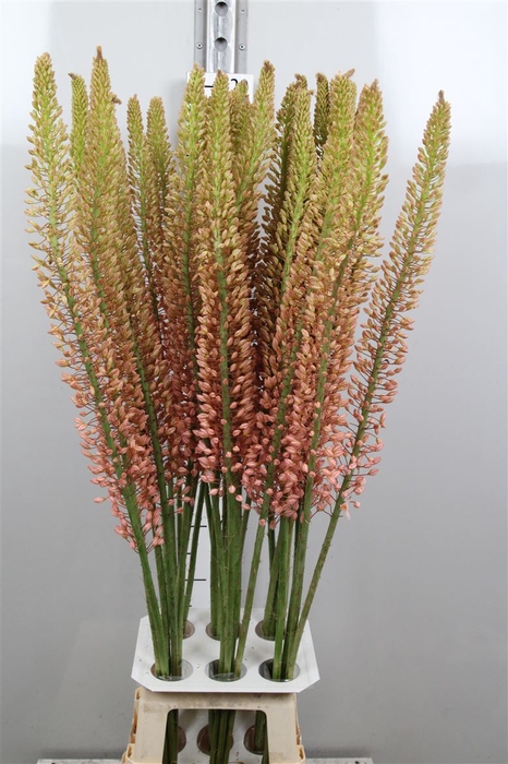 <h4>Eremurus Oase</h4>