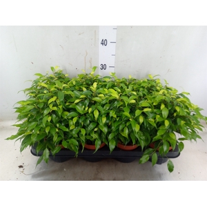 Ficus benja. 'Green Kinky'