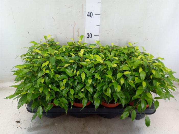 <h4>Ficus benja. 'Green Kinky'</h4>