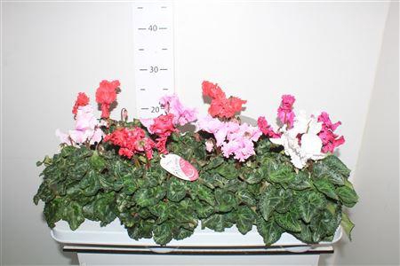 <h4>Cycl Md Sup Merengue</h4>