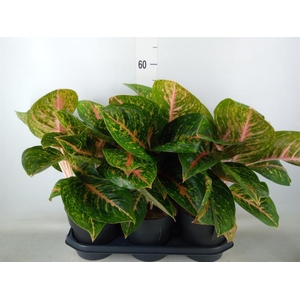 Aglaonema  'Spring Red'