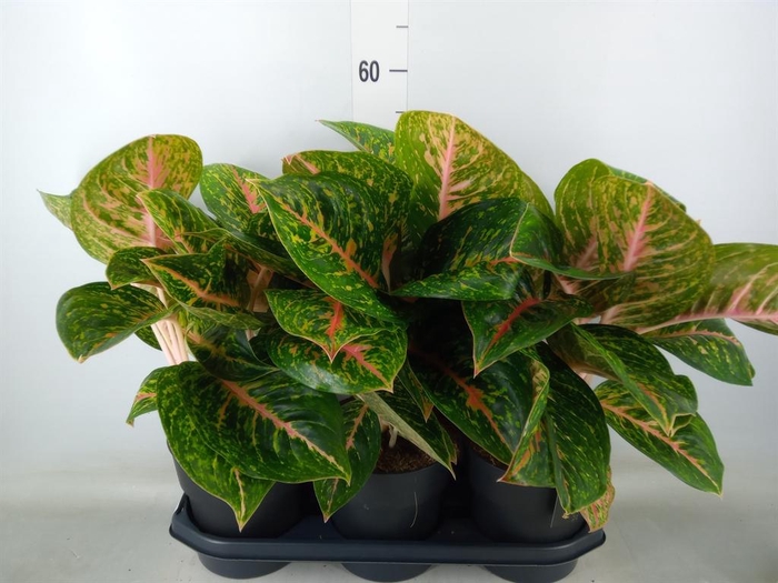 <h4>Aglaonema 'Spring Red'</h4>
