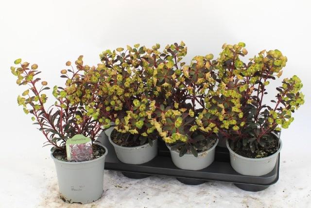 <h4>EUPH MINERS MERLOT</h4>