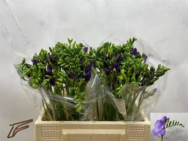 <h4>FR EN MERCURIUS</h4>