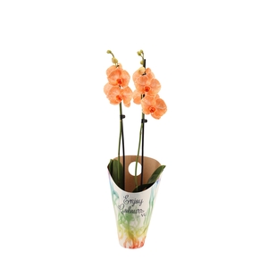 Enjoy Potcover Phal I Am Orange 2T14+