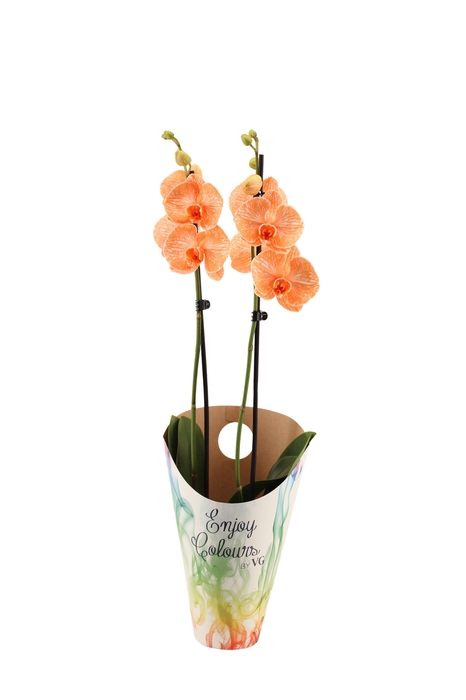 <h4>Enjoy Potcover Phal I Am Orange 2T14+</h4>