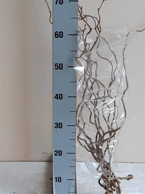 <h4>CORYL AV CONTORTA</h4>