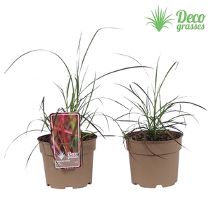 Miscanthus sinensis 'Little Miss'®