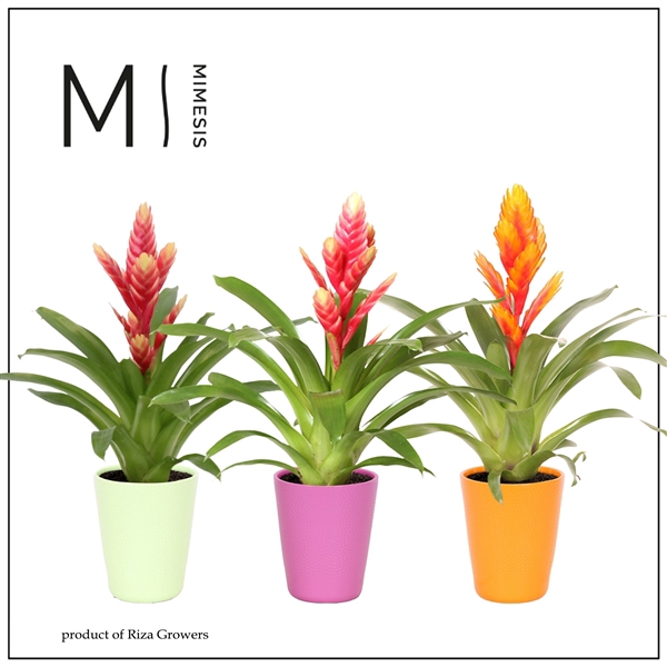 <h4>Mimesis Vriesea Cupcake - 13 cm in Florence</h4>