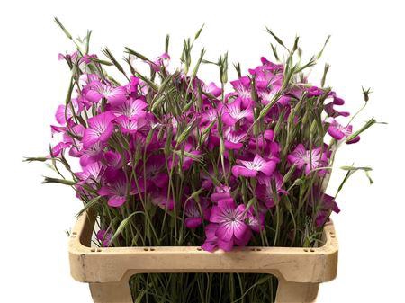 <h4>AGROSTEM QUEEN PURPL</h4>