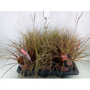 Uncinia rubra 'Everflame'