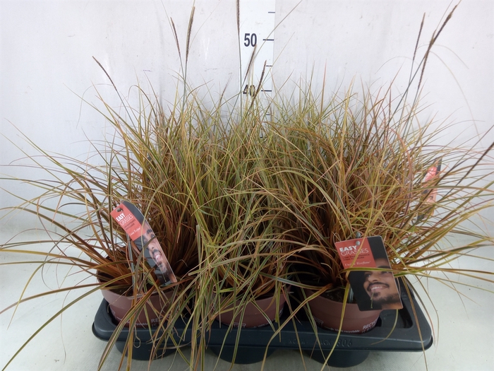 <h4>Uncinia rubra 'Everflame'</h4>
