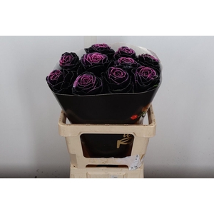 Brassica Wx (ex) Black Beaty