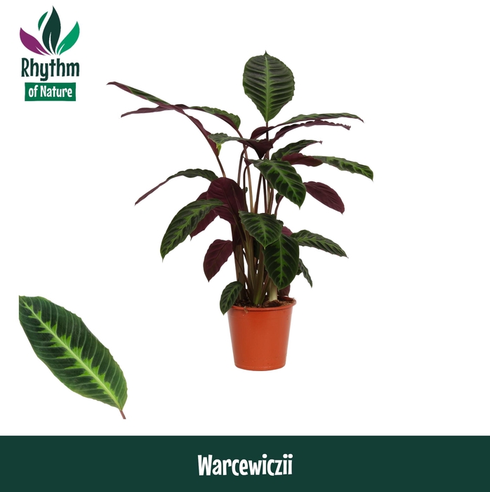 Calathea 19cm Warcewiczii - Rhythm of Nature