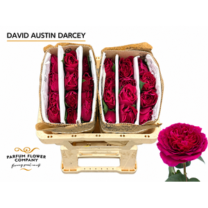 Rosa David Austin Darcey