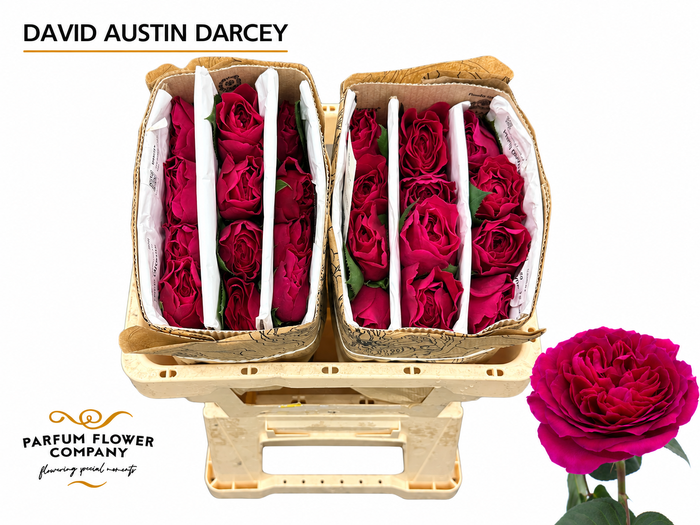 <h4>Rosa David Austin Darcey</h4>