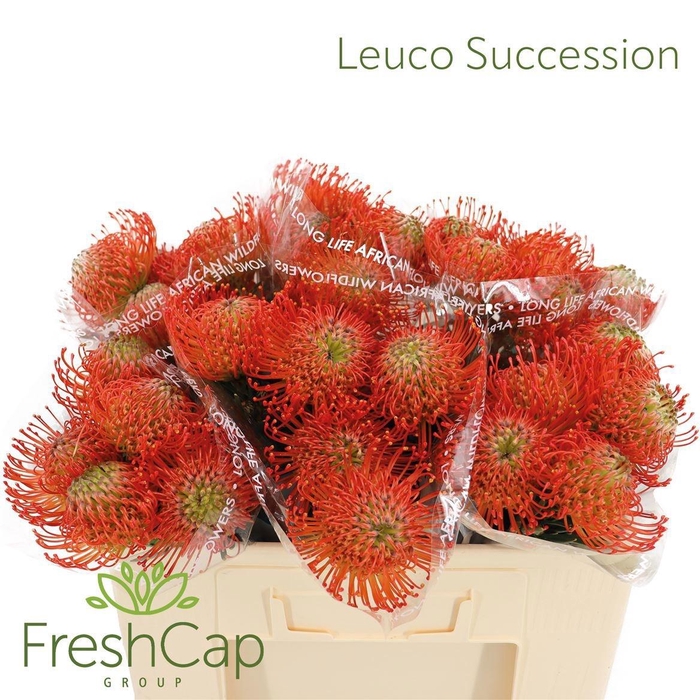 <h4>LEUCO CO SUCCESSION</h4>