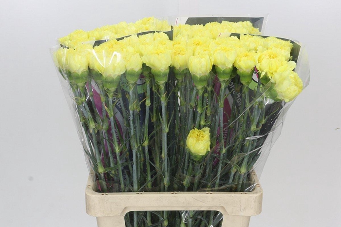 <h4>Dianthus St Zelda</h4>