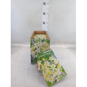 Flowerbulbs, corns or tubers   ...