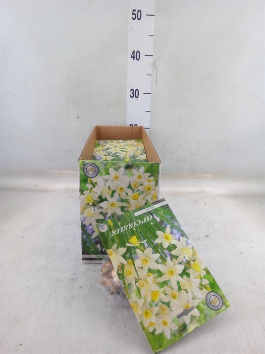 <h4>Flowerbulbs, corns or tubers   ...</h4>