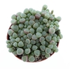 arr8 Succ Fenestraria Rhopalophylla