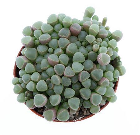 arr8 Succ Fenestraria Rhopalophylla