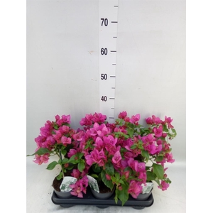 Bougainvillea  'Sanderiana'