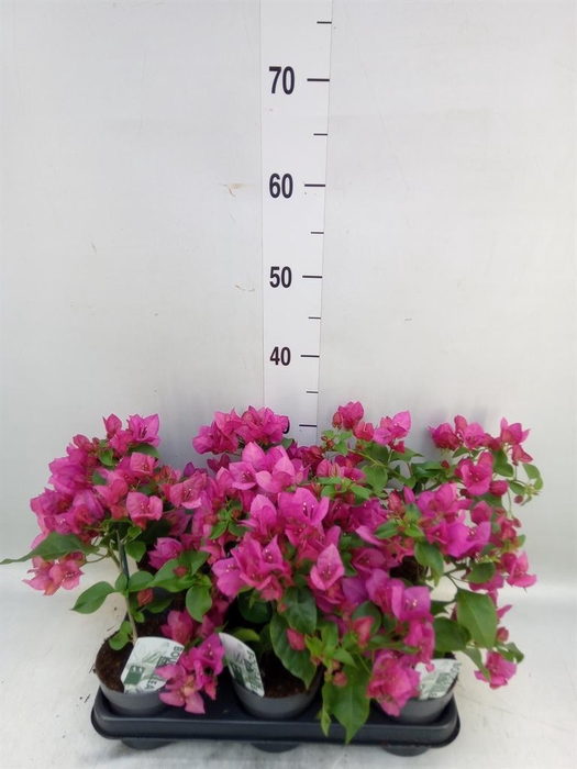 <h4>Bougainvillea  'Sanderiana'</h4>